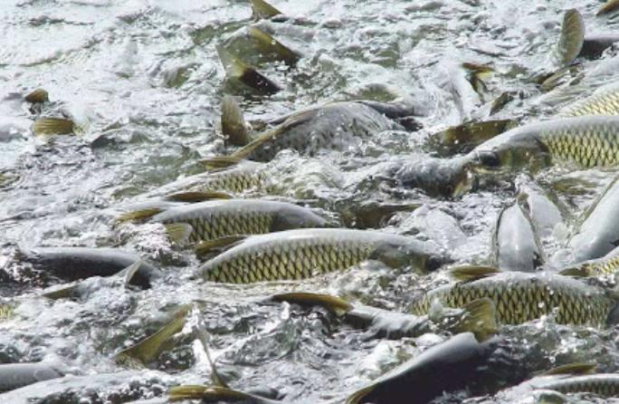 水產(chǎn)養(yǎng)殖品牌的營銷策略方案