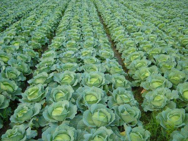 農(nóng)業(yè)品牌策劃 農(nóng)業(yè)品牌策劃