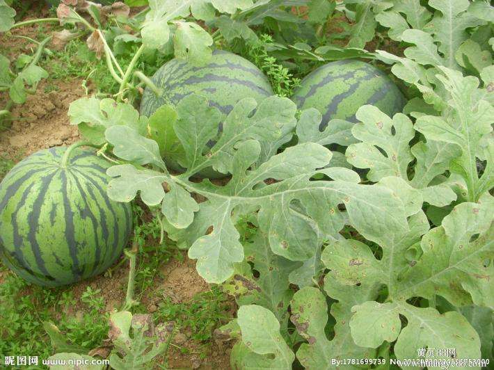 農(nóng)業(yè)品牌策劃，農(nóng)產(chǎn)品品牌策劃，西瓜農(nóng)業(yè)品牌策劃