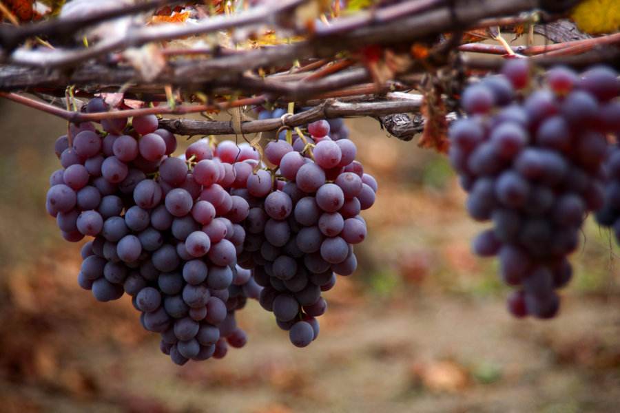 農業(yè)品牌營銷，葡萄品牌營銷
