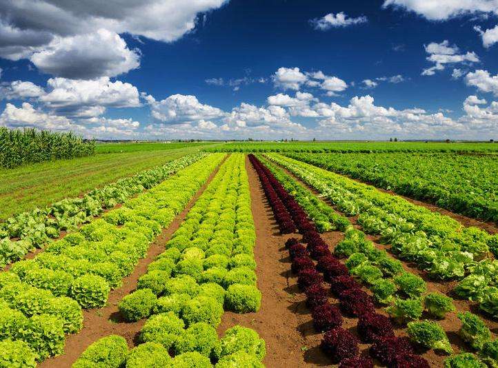 農(nóng)產(chǎn)品品牌設(shè)計(jì) 農(nóng)產(chǎn)品品牌設(shè)計(jì)