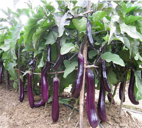 農(nóng)產(chǎn)品品牌設(shè)計(jì) 農(nóng)產(chǎn)品品牌設(shè)計(jì)