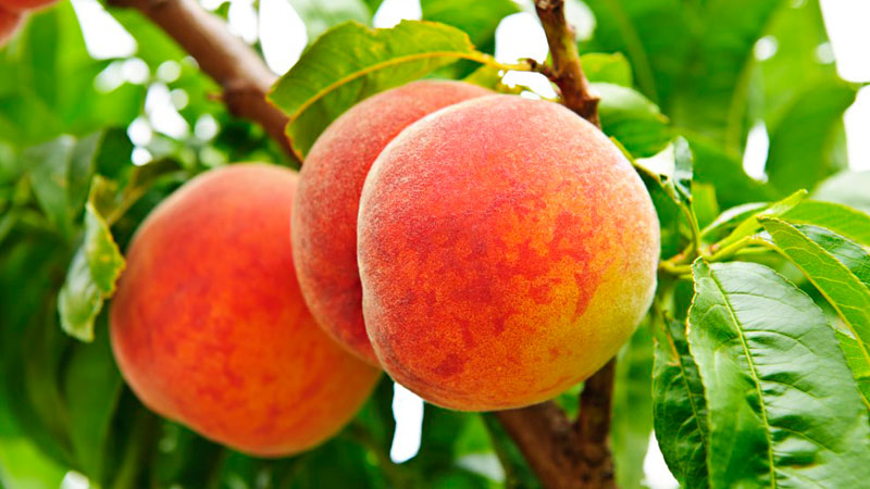 胡陳東山水蜜桃品牌設(shè)計包裝