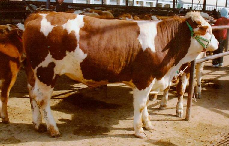 肉牛產(chǎn)業(yè)全案營(yíng)銷策略-帶動(dòng)農(nóng)民脫貧致富