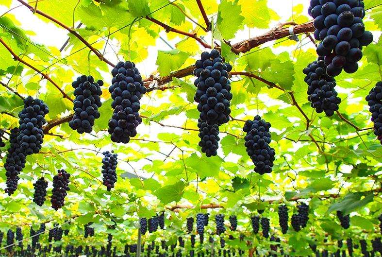 聚焦品牌轉(zhuǎn)型升級，推動馬陸葡萄品牌力持續(xù)向上