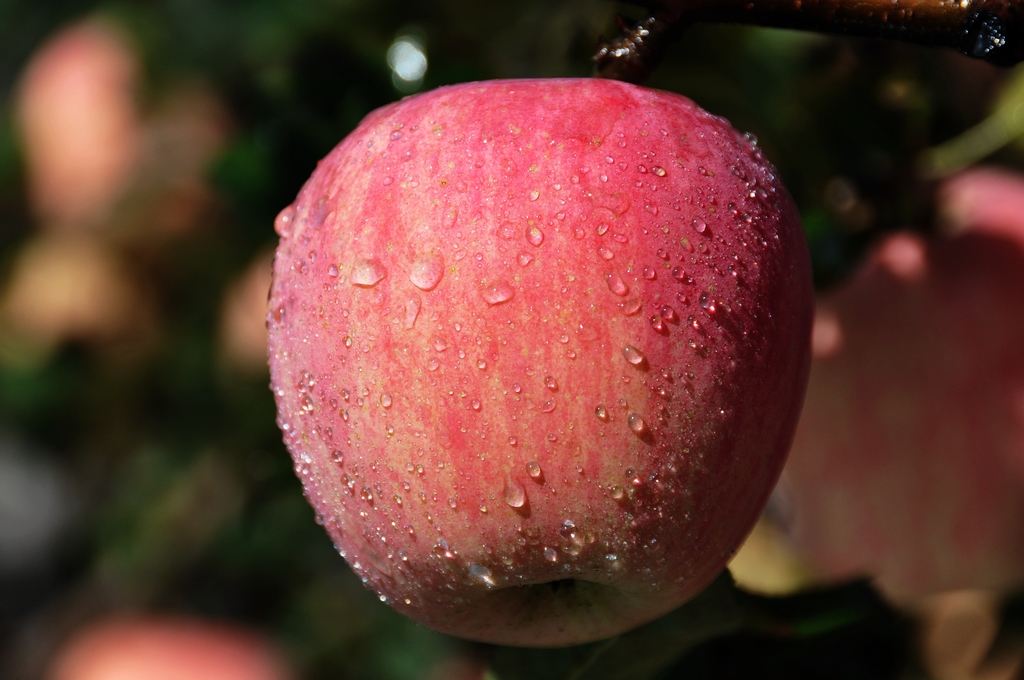 黃陵縣發(fā)展種植有機蘋果_提升品牌附加值