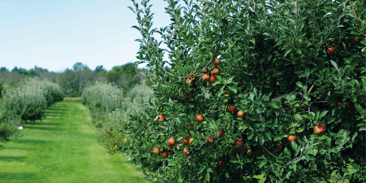 果業(yè)公司品牌建設(shè):水果品牌設(shè)計(jì) 果業(yè)公司品牌建設(shè):水果品牌設(shè)計(jì)