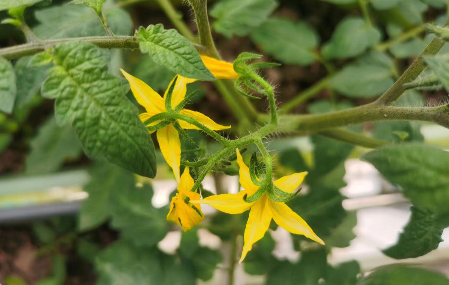 農(nóng)產(chǎn)品公司如何策劃有競爭力的品牌定位 農(nóng)產(chǎn)品公司如何策劃有競爭力的品牌定位