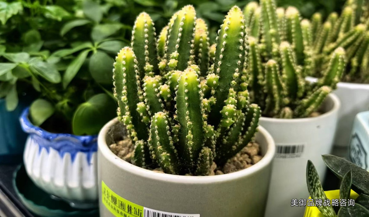 美御淺析盆栽綠植品牌營(yíng)銷策劃建議 美御淺析盆栽綠植品牌營(yíng)銷策劃建議