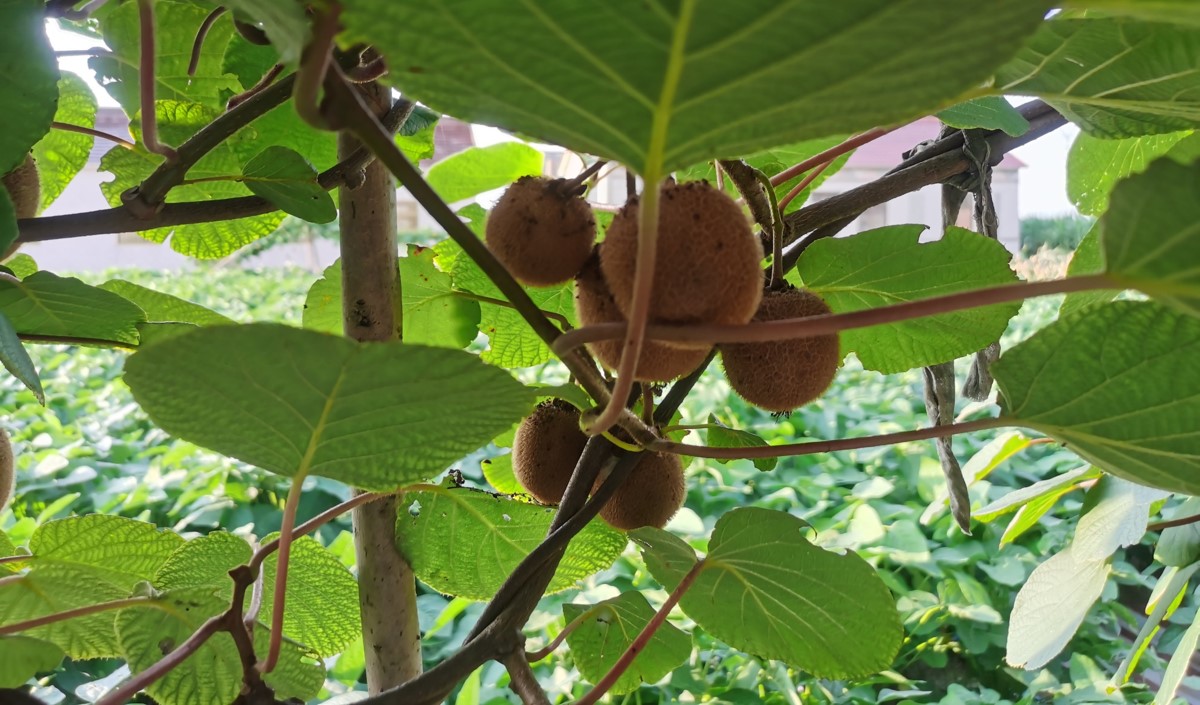 品牌農(nóng)業(yè)破局之道：從“賣(mài)產(chǎn)品”到“賣(mài)價(jià)值”的戰(zhàn)略升級(jí)