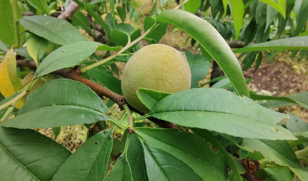 水蜜桃產(chǎn)業(yè)發(fā)展機(jī)會與品牌農(nóng)業(yè)建設(shè)策劃指南 水蜜桃產(chǎn)業(yè)發(fā)展機(jī)會與品牌農(nóng)業(yè)建設(shè)策劃指南