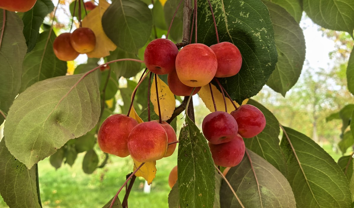 新疆水果企業(yè)全國知名品牌營銷戰(zhàn)略方案 新疆水果企業(yè)全國知名品牌營銷戰(zhàn)略方案