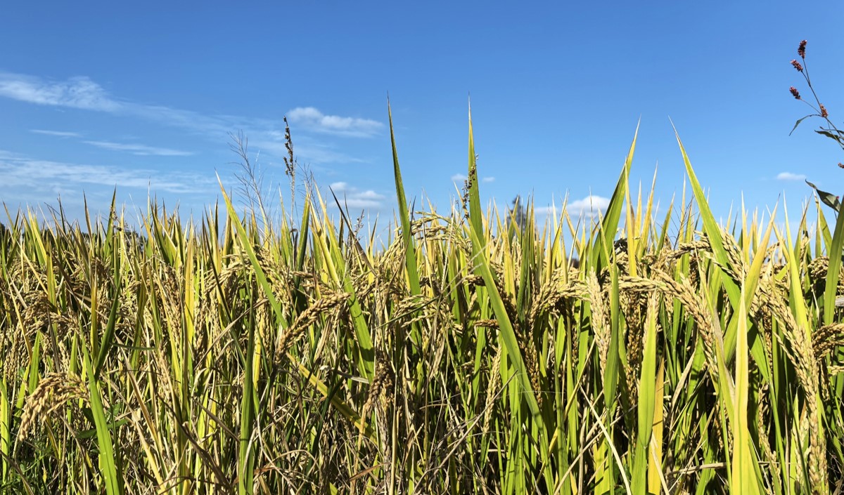 稻香里的新篇章：最美鄉(xiāng)村農業(yè)品牌化策劃方案